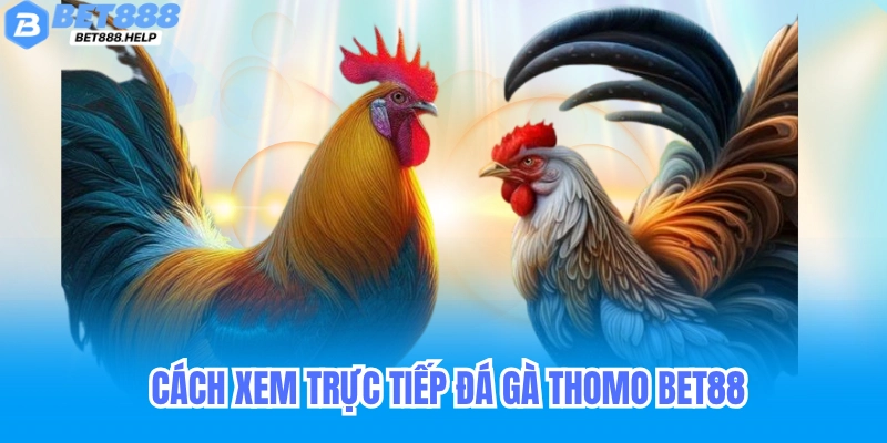 Đá Gà Thomo Bet88 - Trực Tiếp Live Đá Gà Cựa Sắt Campuchia 5 Cách xem trực tiếp đá gà Thomo trên Bet88