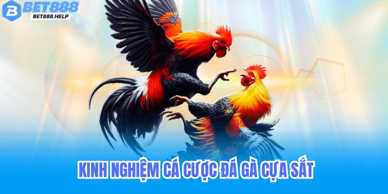Đá Gà Cựa Sắt Bet88 - Cách Chơi Dành Cho Tân Thủ 6 Kinh nghiệm cá cược đá gà cựa sắt hiệu quả