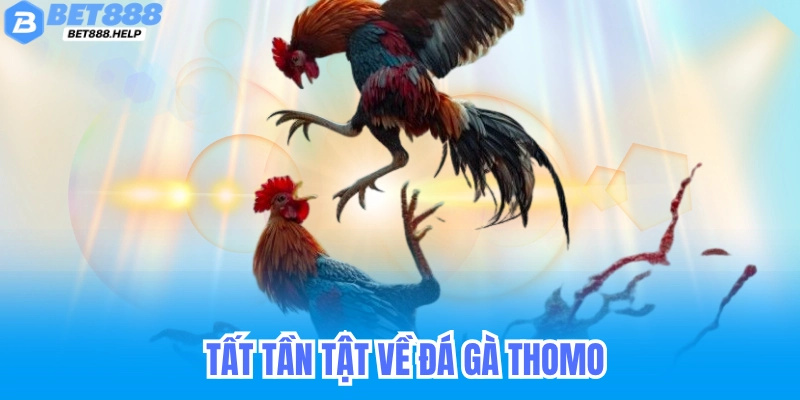 Đá Gà Thomo Bet88 - Trực Tiếp Live Đá Gà Cựa Sắt Campuchia 7 Tất Tần Tật Về Đá Gà Thomo Tại Bet88